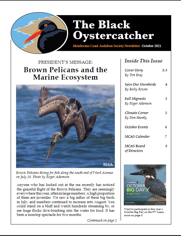 The Black Oystercatcher